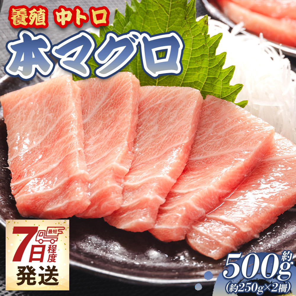 [7日程度で発送]本まぐろ 養殖 中トロ 約500g(250g×2冊)- 鮪 まぐろ 寿司 刺身 海鮮 海産物 魚介 海の幸 スピード発送 高知県 香南市 oo-0002