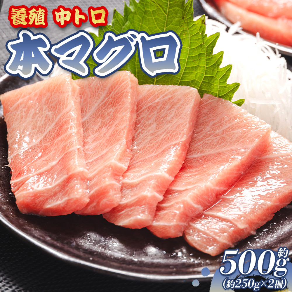 本まぐろ 養殖 中トロ 約500g 2冊 - 鮪 まぐろ 寿司 刺身 海鮮丼 漬け丼 カルパッチョ おつまみ 海産物 魚介 海の幸 高知県 香南市 oo-0002