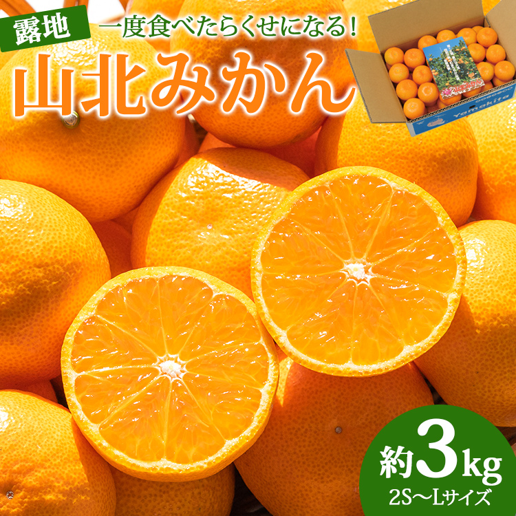 [2025年発送分]山北みかん 約3kg ku-0042