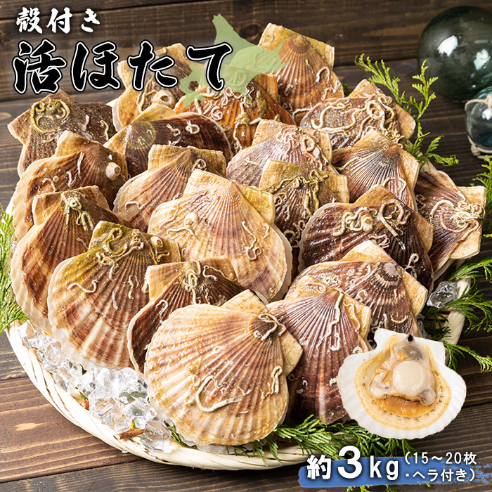 【予約受付開始!】北海道 羽幌町産 殻付き活ホタテ 約3kg(15~20枚・ヘラ付き)【0910203】