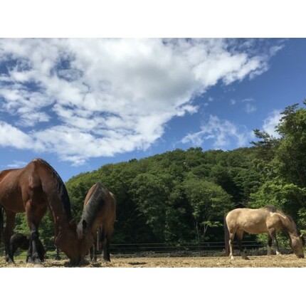 馬のお世話体験とふれあい乗馬【大人ペア】