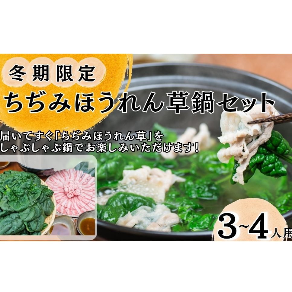 【冬季限定】 東松島産 ちぢみほうれん草 鍋セット 【2025年12月中旬から発送開始予定】