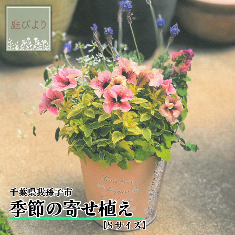 BC001 季節の寄せ植え Sサイズ