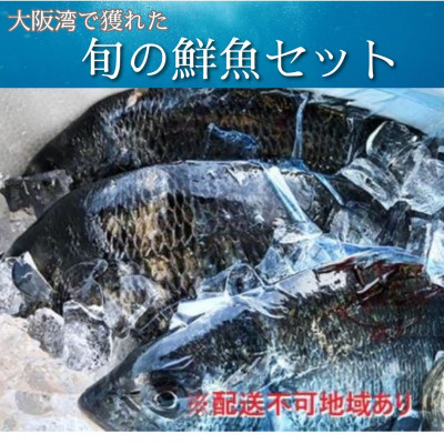 【冷蔵】朝どれ大阪湾で獲れた旬の鮮魚セット　約4kg【配送不可地域：離島・北海道・沖縄・東北・関東・九州】【1492492】