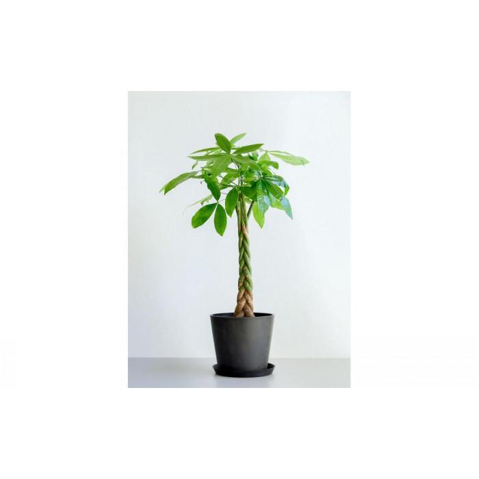 【鉢付き】パキラ ねじり L【鉢：ブラック】