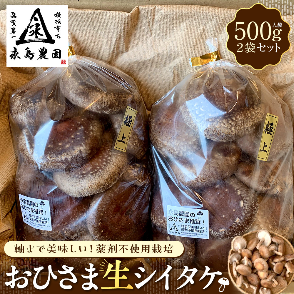 永島農園 おひさま生シイタケ500g入り袋×2袋セット【10月下旬から発送】