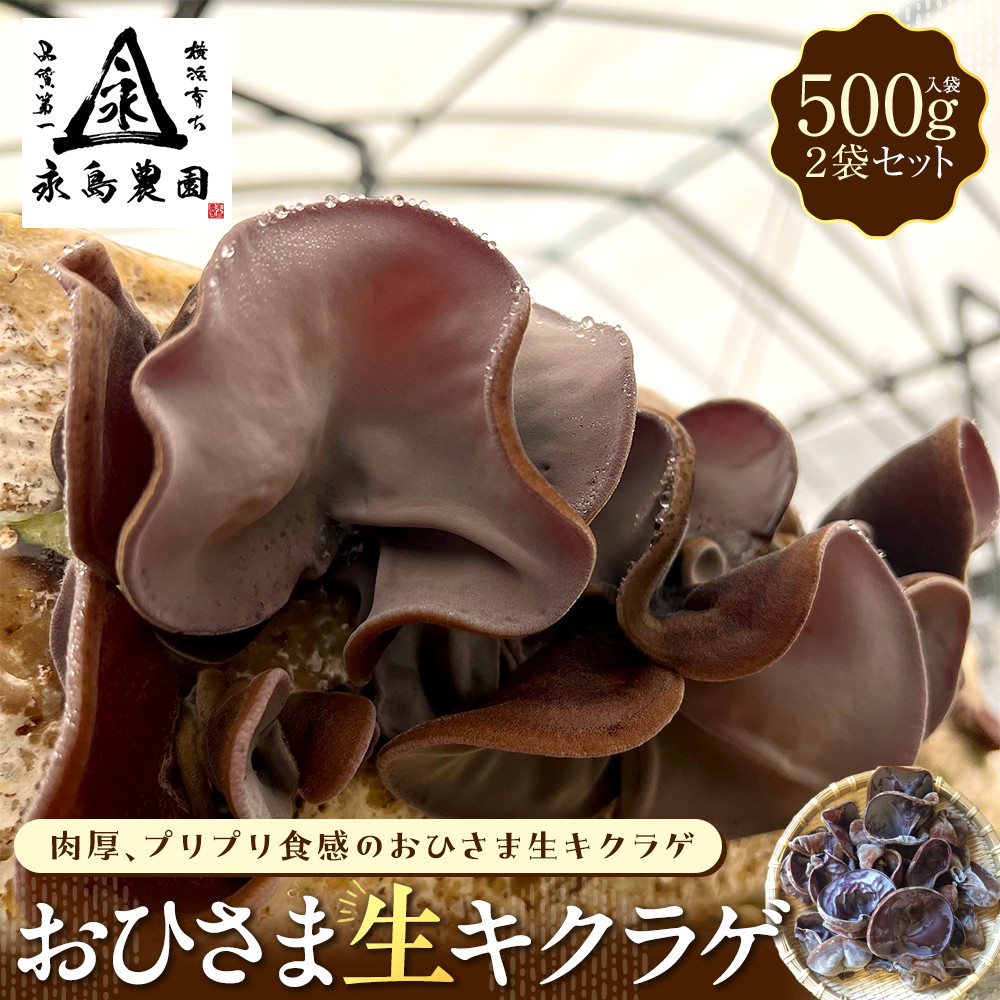 永島農園 おひさま生キクラゲ500g入り袋×2袋セット