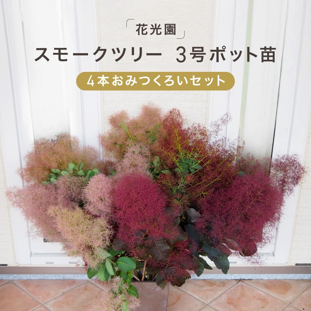スモークツリー3号ポット苗 4本 おみつくろいセット〈花光園〉|ガーデニング 園芸 庭木 観葉植物 花 家庭菜園 園芸|人気 おすすめ 送料無料|神奈川県 横浜市