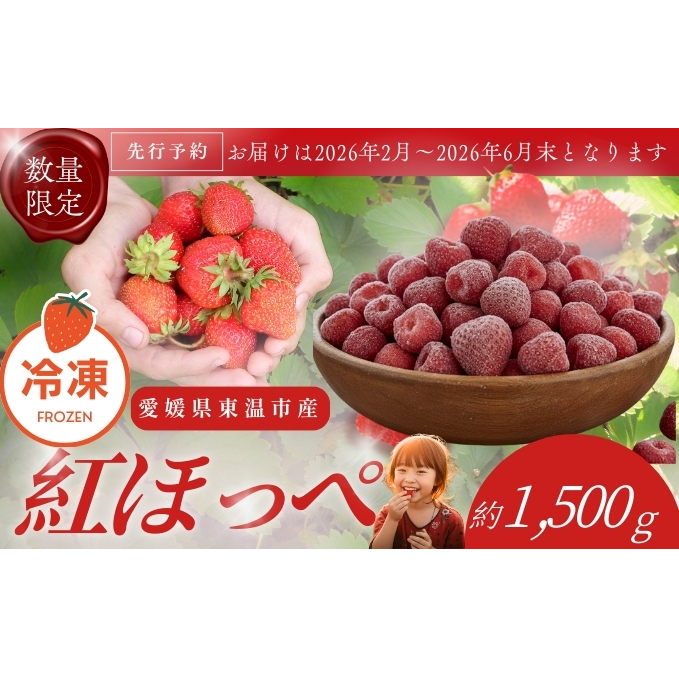 【訳あり】冷凍いちご 愛媛県東温市産紅ほっぺ お徳用 1.5kg いちご イチゴ 苺 冷凍 シェイク スムージー 冷たい  パフェ アイス