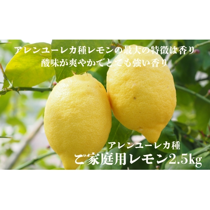 アレンユーレカ種レモン2.5ｋｇご家庭用 サイズお任せ 今が旬 農園直送 れもん 人気 数量限定 先行予約 柑橘  愛媛みかん かんきつ 国産 愛媛県 産地直送 フルーツ 果物 くだもの 香り 2.5キロ箱 大粒 果実