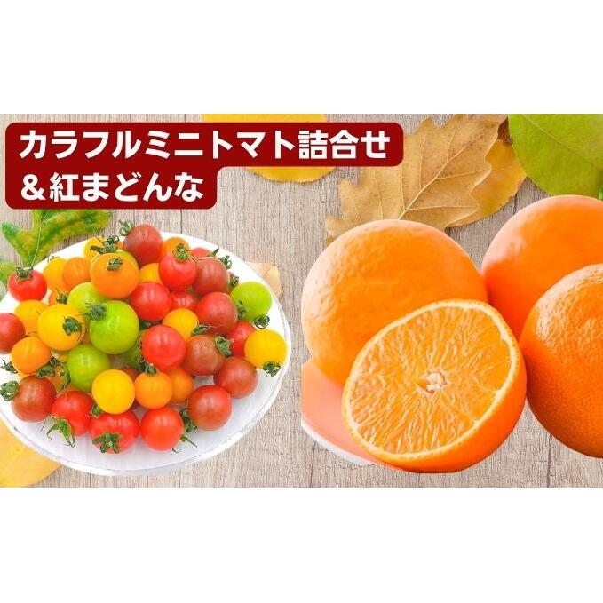 「栗林農園」カラフルミニトマト詰合せと紅まどんなのセット 果物 トマトベリー ピーチチェリー イエローミミ サングリーン トスカーナバイオレット プリンセスオレンジ