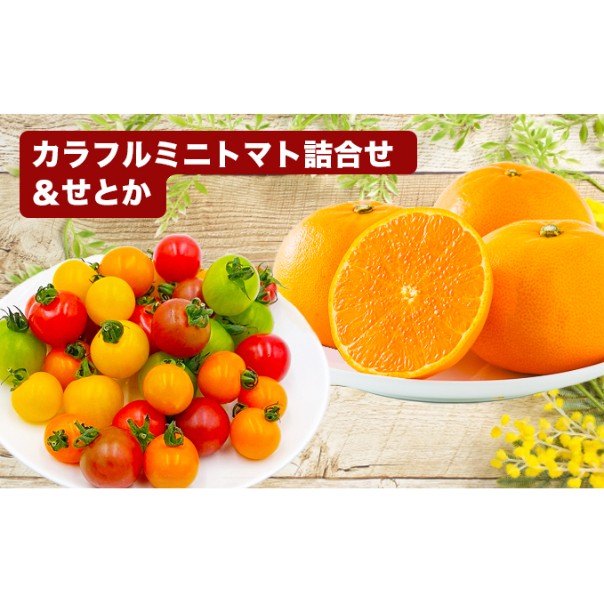 「栗林農園」カラフルミニトマトとせとかのセット 果物類 みかん 4個 フルーツ 野菜 6種 約1Kg カラフルトマト 詰め合わせ