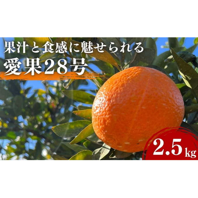 愛果28号 約2.5kg 東温市産 サイズお任せ 「 紅まどんな 」の同一品種（品種名： 愛媛果試28号 ） 今が旬 農園直送 みかん 人気 数量限定 先行予約 愛媛みかん かんきつ 愛媛県 フルーツ 果物 くだもの 甘い 