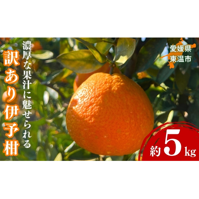 訳あり伊予柑 約5kg 東温市産 サイズお任せ 今が旬 農園直送 みかん 人気 数量限定 先行予約 柑橘 蜜柑 ミカン 愛媛みかん かんきつ 国産 愛媛県 産地直送 フルーツ 果物 くだもの 甘い 5キロ箱 大粒 果実