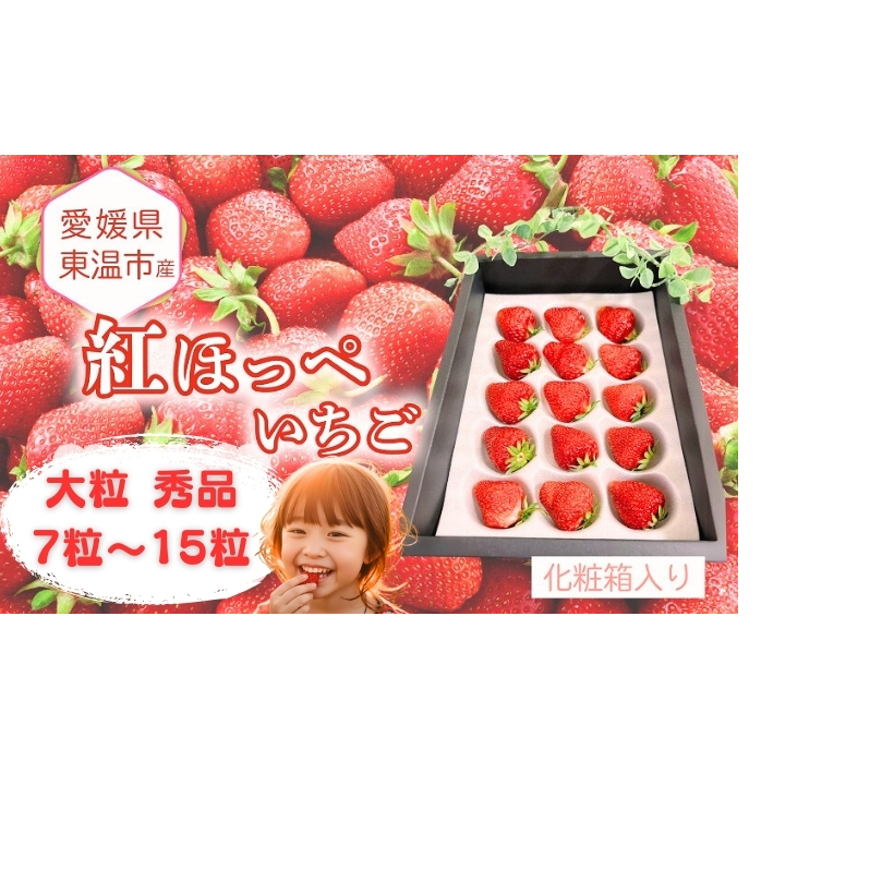 愛媛県東温市産いちご【紅ほっぺ】大粒 秀品 7粒~15粒 化粧箱入り 【甘い フルーツ ケーキ 旬 品種 高級  イチゴ 苺】
