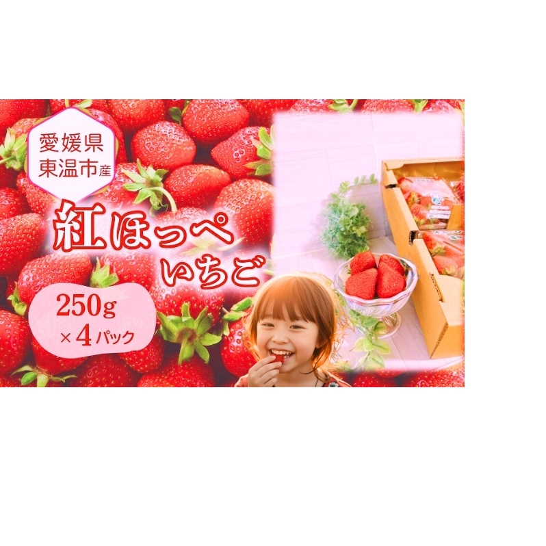 愛媛県東温市産いちご【紅ほっぺ 】お徳用 サイズおまかせ 250g×4パック【甘い フルーツ ケーキ 旬 品種  イチゴ 苺】