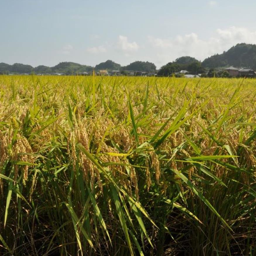 先行予約】千葉県一宮町産コシヒカリ（玄米30kg）令和6年度産米【2024年発送分】 | 千葉県一宮町 | JRE MALLふるさと納税