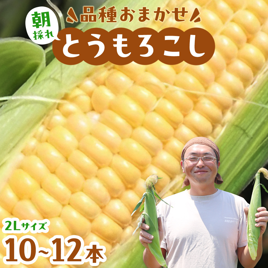 朝採れ とうもろこし 10本 ～ 12本 約4kg 2Lサイズ以上 ( 2025年6月下旬から発送開始 ) 茨城県 桜川市産 農家直送 朝採り 新鮮 甘い 野菜 おおもの ゴールドラッシュ ゴールドラッシュネオ ゴールデンタイム サニーショコラ  JGAP [DD001sa]