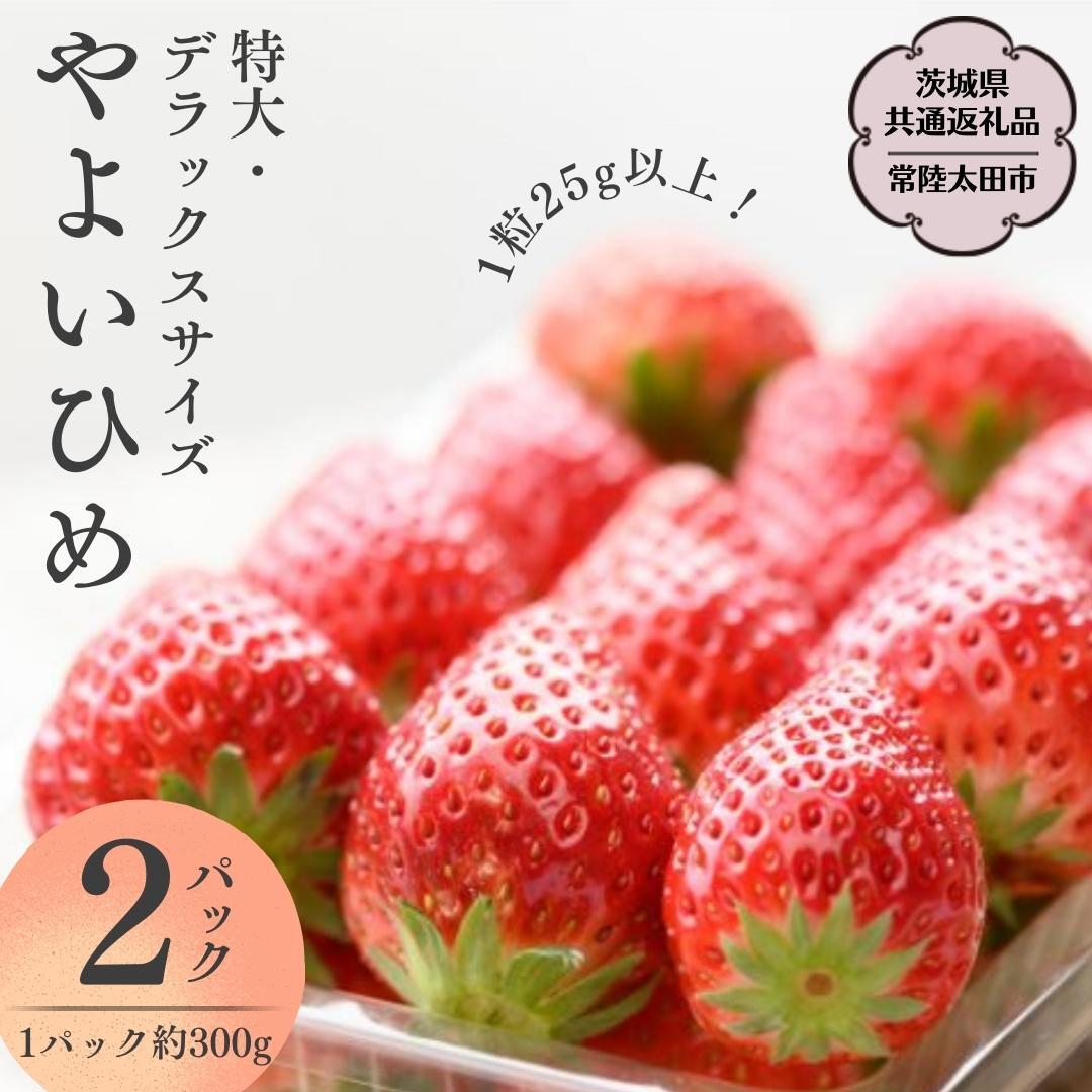 【 2026年 先行予約 】やよいひめ (2パック)　特大・デラックスサイズ（茨城県共通返礼品／常陸太田市） 2026年1月上旬発送開始 大粒 フルーツ 苺 イチゴ いちご 新鮮 朝採れ 茨城県 桧山FRUITFARM [DY013sa]