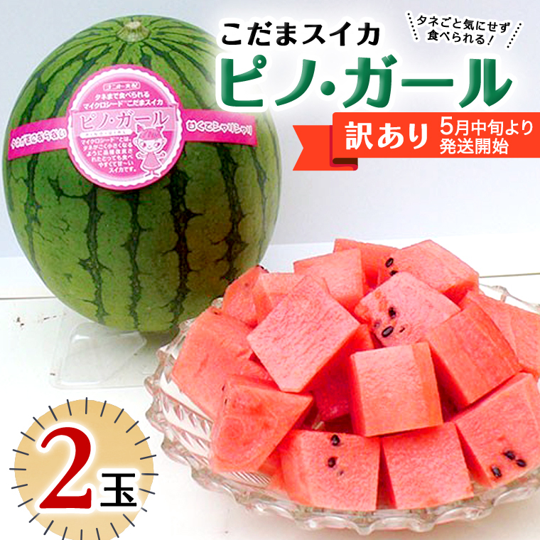 【 訳あり 】 こだまスイカ ピノ・ガール （ ２玉 ）【 2026年5月中旬より発送開始 】 感動必至！ タネが気にならない すいか スイカ 西瓜 旬 旬の果実 旬のフルーツ くだもの 果実 フルーツ 夏 小玉スイカ 小玉 美味しい 茨城 [BC059sa]