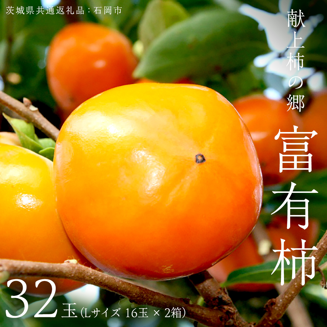 献上柿の郷 富有柿 32玉 ( Lサイズ 16玉 × 2箱 ) ( 茨城県共通返礼品 石岡市 ) 2025年11月中旬発送開始 数量限定 果物 くだもの フルーツ 柿 [EZ002sa]