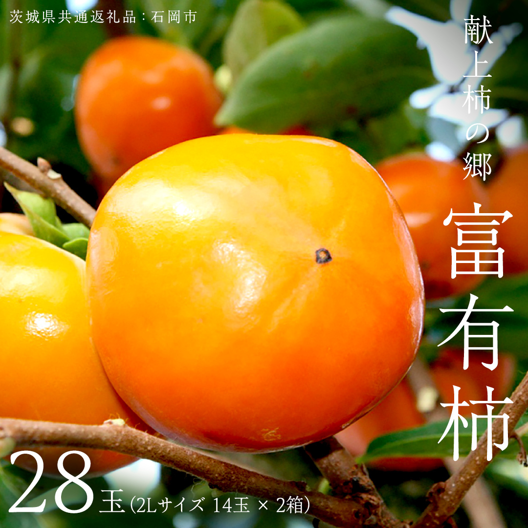 献上柿の郷 富有柿 28玉 ( 2Lサイズ 14玉 × 2箱 ) ( 茨城県共通返礼品 石岡市 ) 2025年11月中旬発送開始 数量限定 果物 くだもの フルーツ 柿 [EZ003sa]