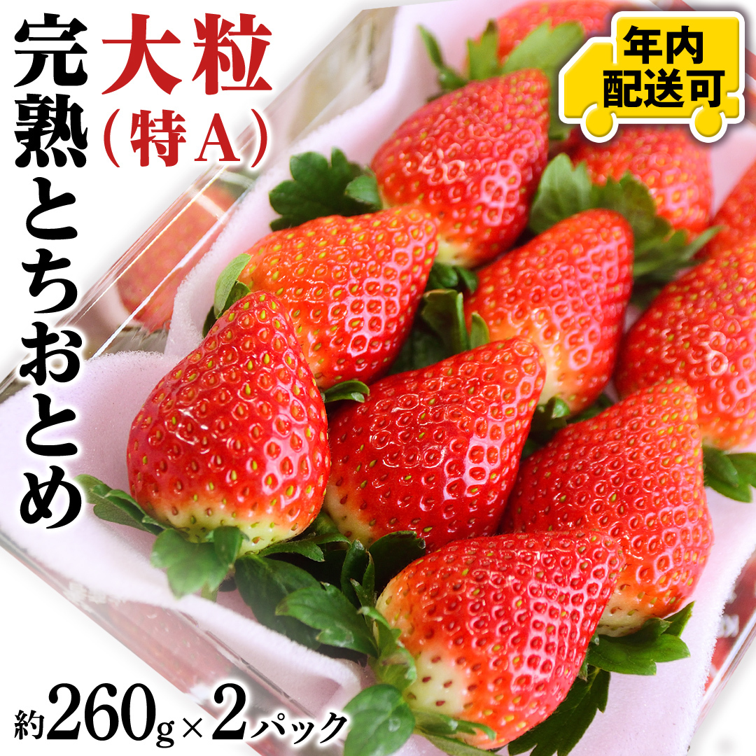【12/17までの申込で年内にお届け！】完熟 とちおとめ 約260g×2パック 年内お届け 国産 いちご イチゴ 苺 果物 フルーツ 茨城県産 KEK[BC079sa]