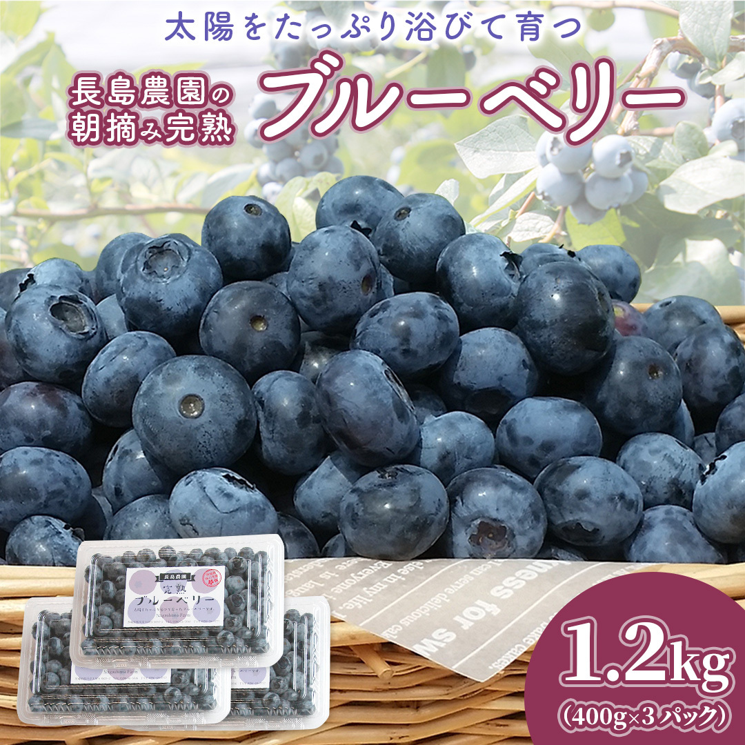 ブルーベリー1.2kg ( 400g × 3パック ) 【2026年6月から発送開始】 国産 茨城県産 ベリー フルーツ 果物 くだもの 自家製栽培[AK002sa]