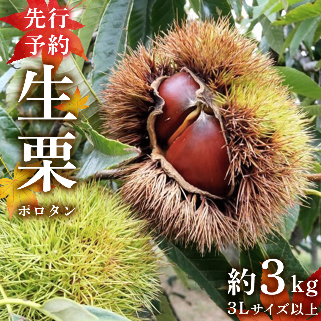 【先行予約】 ポロタン 生栗 3Lサイズ 以上 約3kg （2025年9月中旬発送開始） ぽろたん 茨城県産 産地直送 久保田果樹園 茨城 栗 くり 季節 秋 旬 直送 [DH018sa]