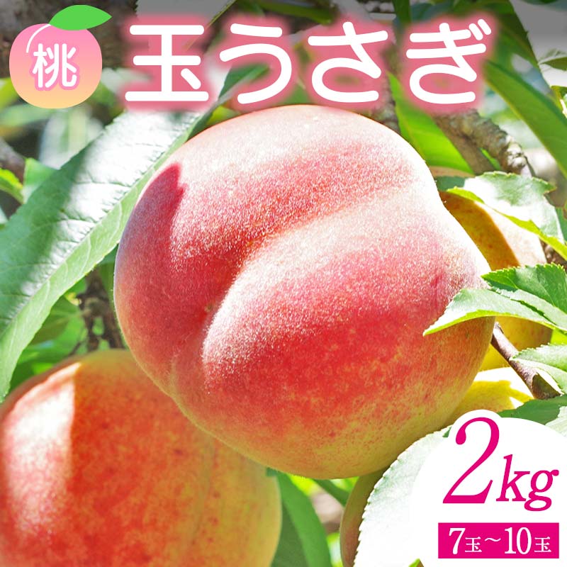 <先行予約> 福島県産 甘くてジューシー 桃 玉うさぎ2kg(7玉~10玉) モモ フルーツ 果物 福島県 鏡石町  F6Q-358
