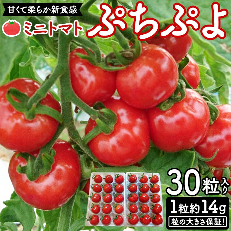 <先行予約>粒の大きさ保証!甘くて柔らか新食感 ミニトマト「ぷちぷよ」30粒入り 野菜 とまと  F6Q-097