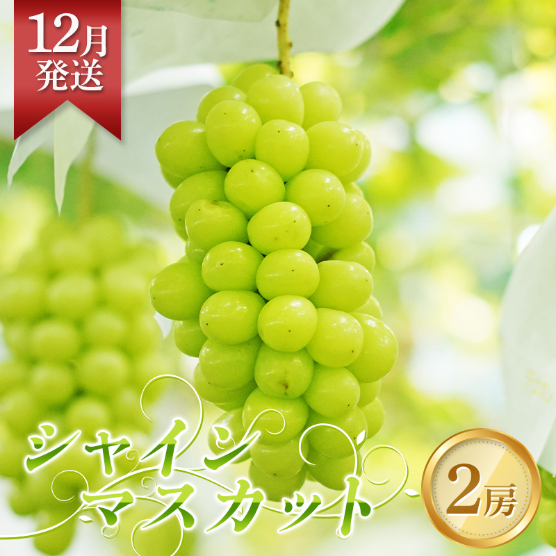 <先行予約>12月発送 シャインマスカット 2房(約1.5kg~2kg) フルーツ 果物 福島県 鏡石町  F6Q-146