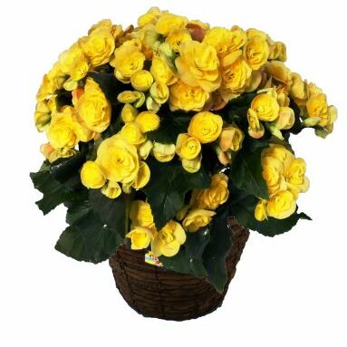 バラ咲ベゴニア イエローストーン 5号鉢 植物 花 お花