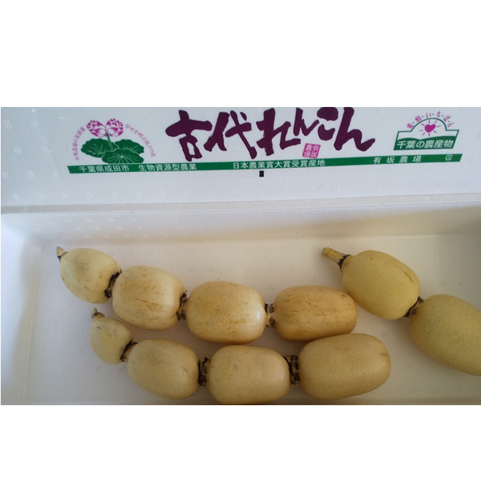 こだわりの “古代れんこん” 2kg 野菜 根菜 レンコン 2kg 