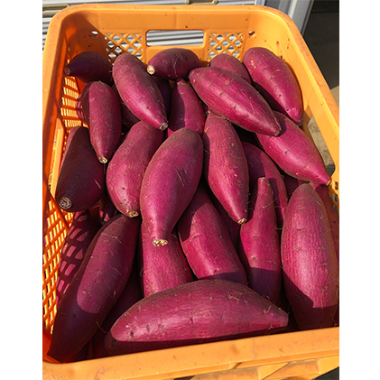 熟成 シルクスイート さつまいも(L) 5キロ 野菜 サツマイモ 5kg