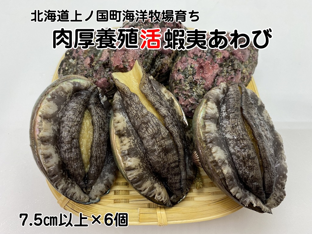 海洋牧場育ち養殖活蝦夷あわび(7.5cm以上×6個)活アワビ 鮑 海鮮 産地直送 魚介類 海の幸 おせち食材 エゾアワビ 冷蔵