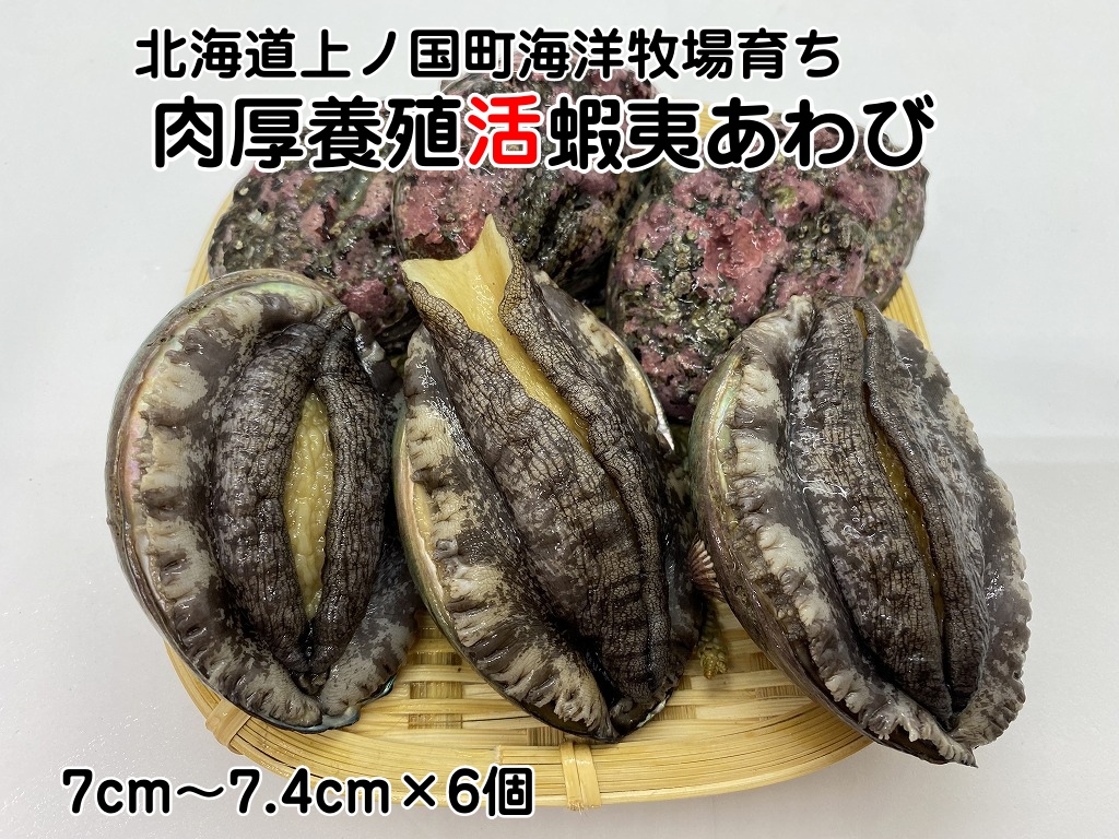 海洋牧場育ち養殖活蝦夷あわび(7cm〜7.4cm×6個) 活アワビ 鮑 海鮮 産地直送 魚介類 海の幸 おせち食材 エゾアワビ 冷蔵 アワビ BBQ食材 ギフト 贈答 バーベキュー 蝦夷鮑