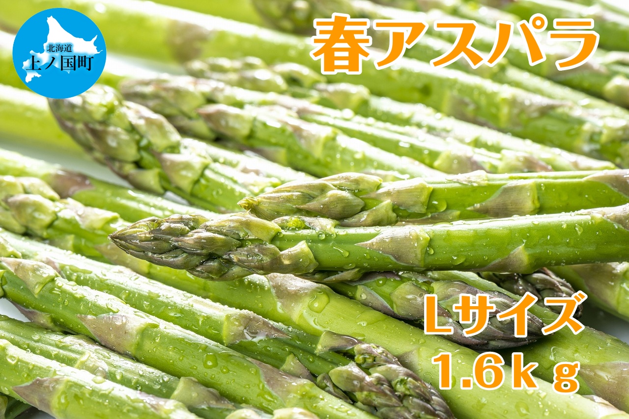 【2026年春発送】寅福菜園の朝採り春アスパラ　L（1.6kg）　グリーンアスパラ　朝採れ　農家直送　新鮮　甘い　春野菜　旬野菜　特産品　北海道産