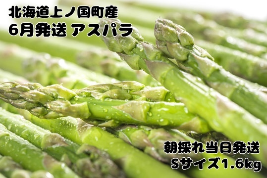 【2026年6月発送】寅福菜園の朝採り6月限定アスパラ　S（1.6kg）　グリーンアスパラ　朝採れ　農家直送　新鮮　ジューシー　特産品　北海道産