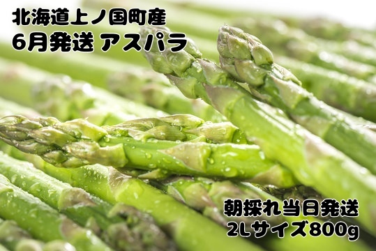 【2026年6月発送】寅福菜園の朝採り6月限定アスパラ　2L（800g）　グリーンアスパラ　朝採れ　農家直送　新鮮　ジューシー　特産品　北海道産