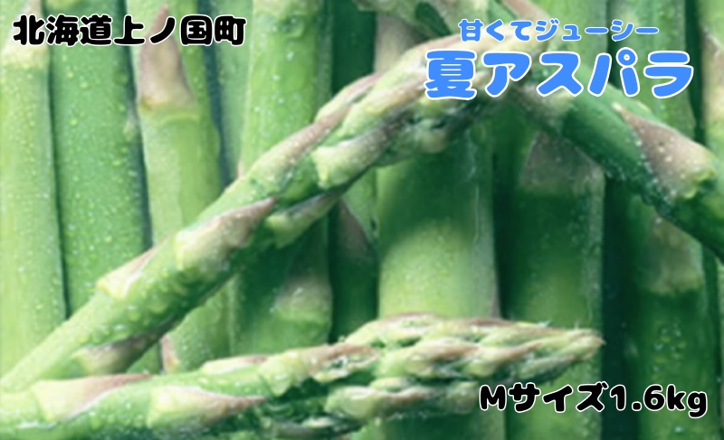 【2026年夏発送】寅福菜園の朝採り夏アスパラ　M（1.6kg）　朝採れ　農家直送　新鮮　グリーンアスパラ　夏野菜　旬野菜　シャキシャキ　とれたて　北海道産