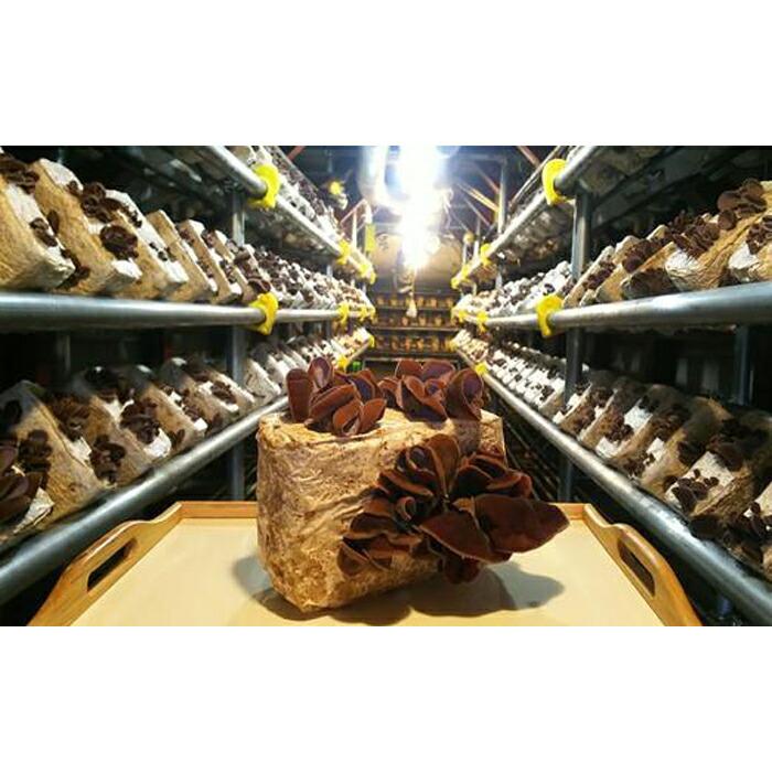 防空壕きくらげ（生）のセット