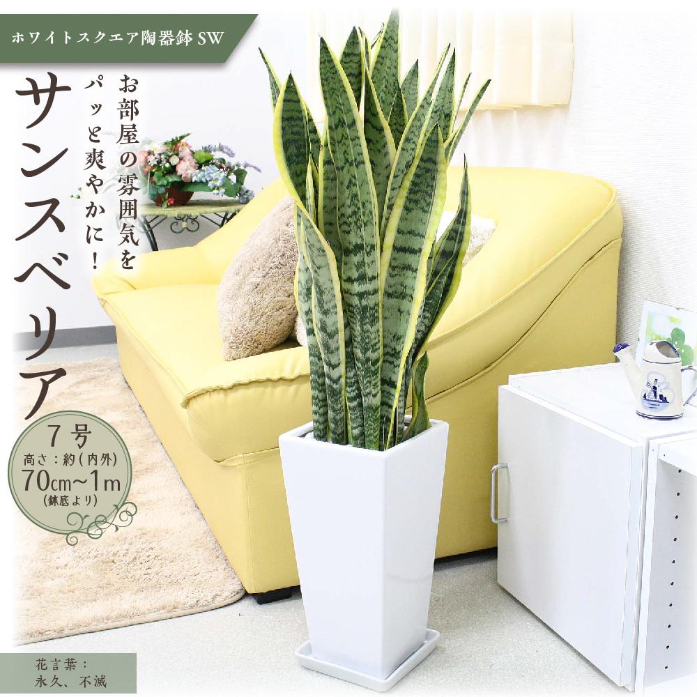 [観葉植物]サンスベリア 7号 ホワイトスクエア陶器鉢SW 高さ:約70cm〜1m |観葉植物 インテリア 部屋 おしゃれ 福岡県筑前町 送料無料