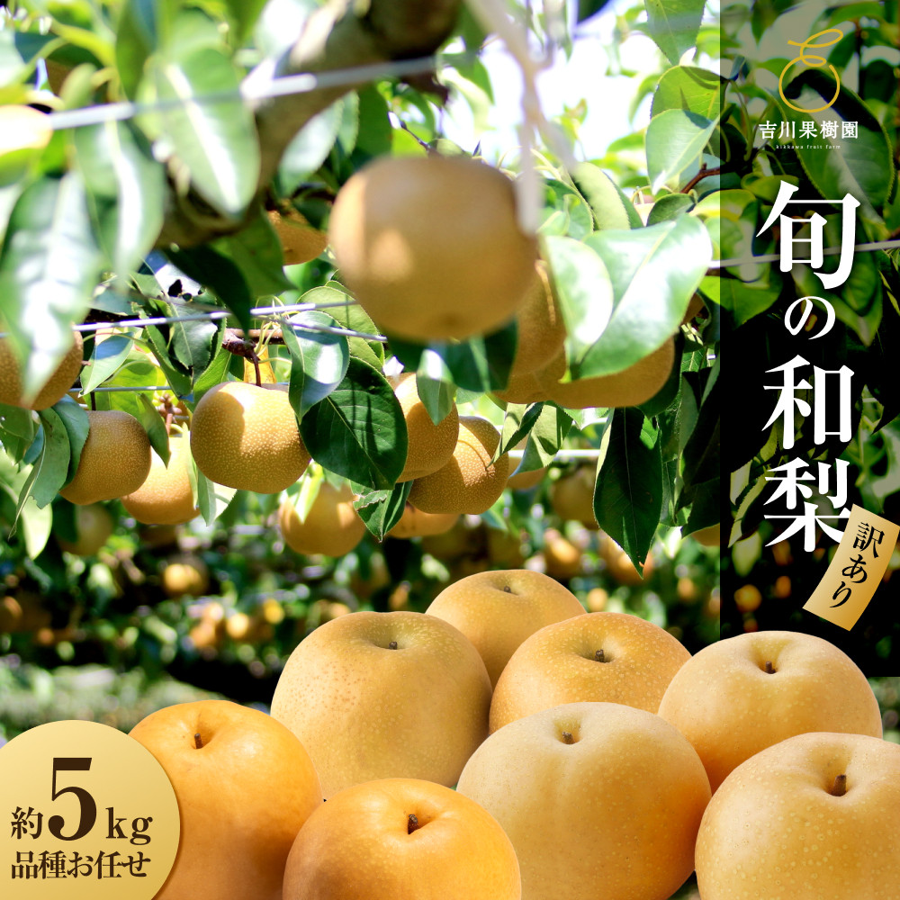 【先行予約】【訳あり】旬の和梨　約５kg（８月中旬～順次発送）【吉川果樹園】