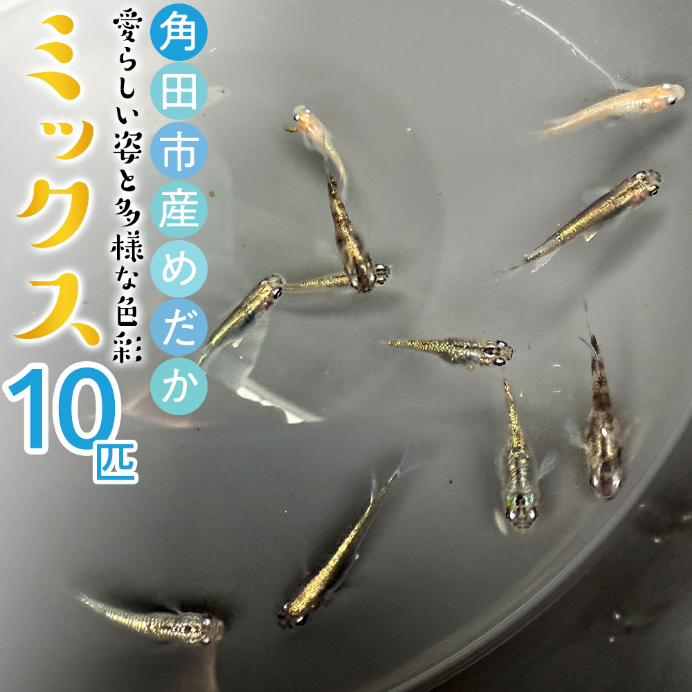角田市産めだか（ミックス）10匹