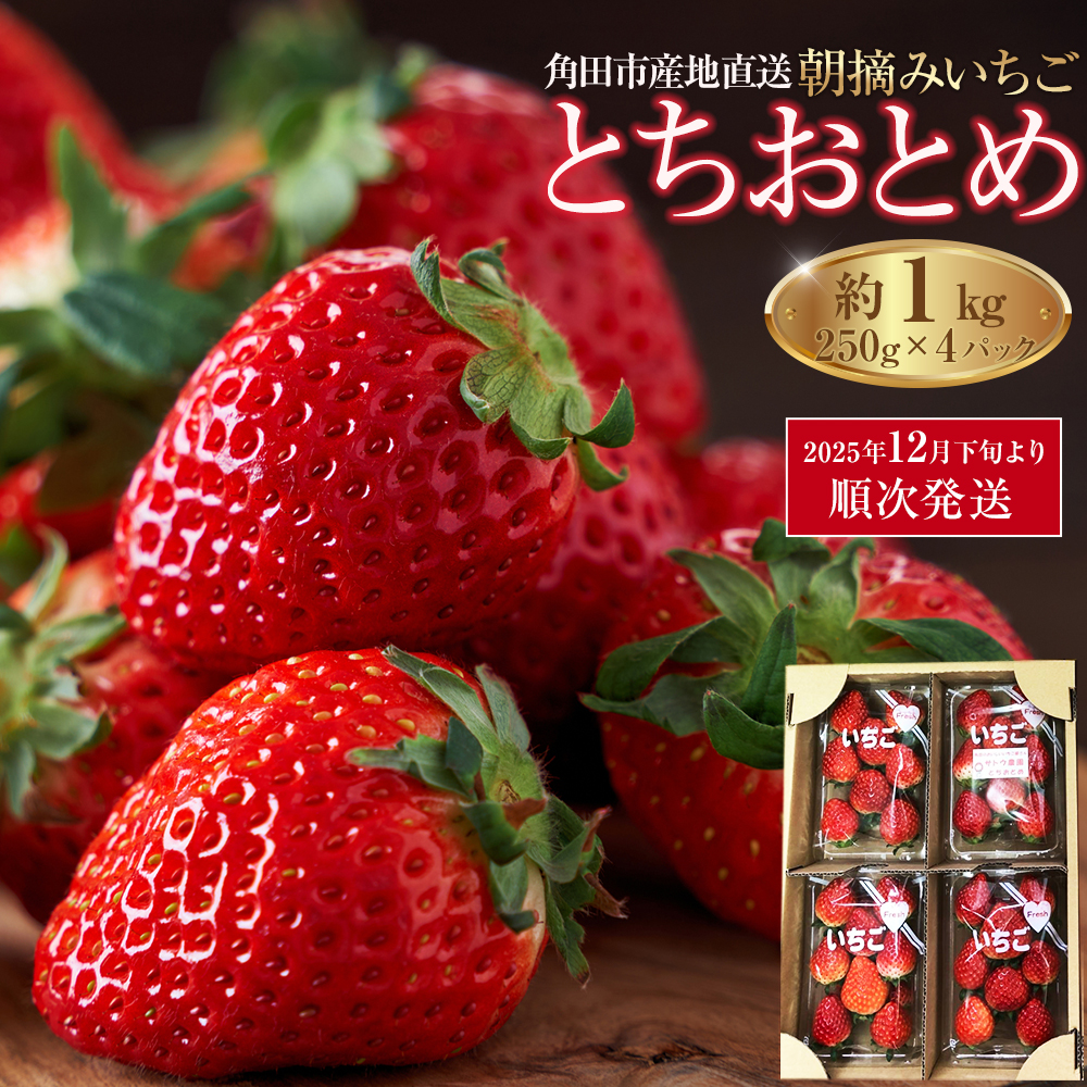 【先行予約】【角田市産地直送】朝摘みいちご「とちおとめ」合計約1kg（250g×4パック）