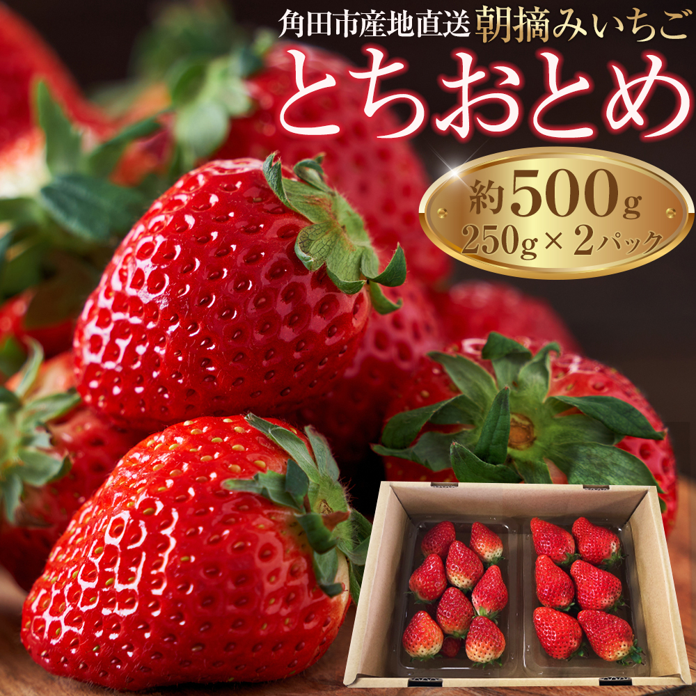 【先行予約】【角田市産地直送】朝摘みいちご「とちおとめ」合計約500g(250g×2パック)【2025年12月下旬以降順次発送】