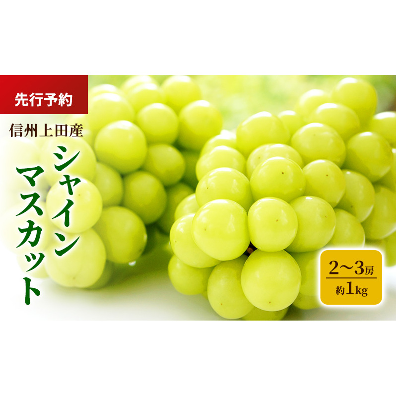 シャインマスカット 信州上田産 約1kg 2～3房 ぶどう ブドウ 葡萄 マスカット 1kg 果物 くだもの フルーツ デザート 旬の果物 旬のフルーツ 長野県 長野 上田市