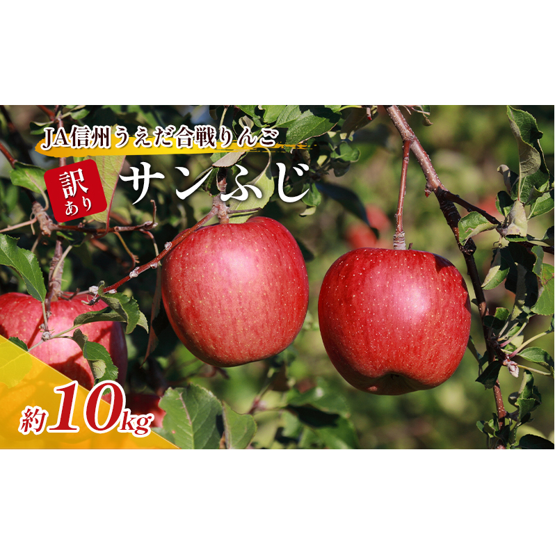 訳あり りんご JA信州うえだ 合戦りんご サンふじ 約10kg リンゴ 林檎 ふじ 果物 くだもの フルーツ 信州 長野 離乳食 訳アリ わけあり 傷
