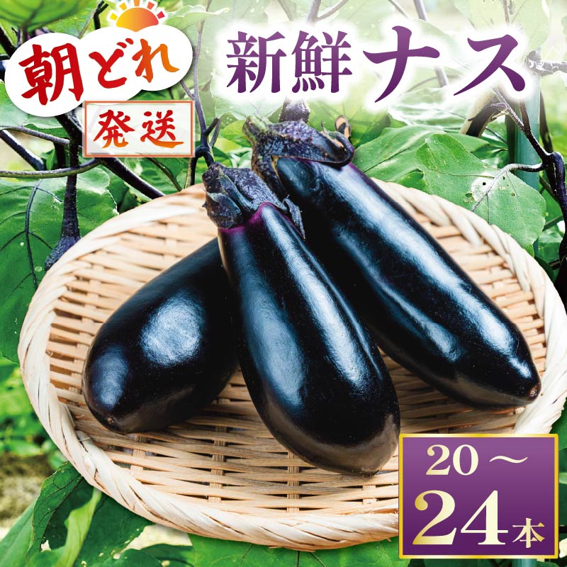 収穫したその日に発送する新鮮ナス 20-24本程度 先行受付 朝採れ ナス 大容量 20本以上 採れたて 産地直送 小分け 大人気 新鮮 旬 野菜 茄子 焼きナス 麻婆 味噌炒め 煮浸し 揚げ浸し 煮付け TR-0006